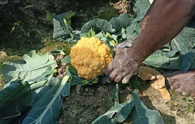 রঙিন ফুলকপিতে পুষ্টিগুণ বেশি হওয়ায় ও বাজারে ভালো দাম পাওয়ায় জেলার অন্য চাষিদের মধ্যেও দিন দিন এর জনপ্রিয়তা বাড়ছে। ছবি: বিধান মজুমদার অনি