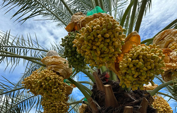 বাগানে তখনো বেশ কয়েকজন ক্রেতা দেখা গেলো। কেউ খেজুর ক্রয় করছে, কেউ চারা ক্রয় করছেন। খোঁজ নিয়ে জানা গেছে, ‘৯৯৯’ এই খেজুর বাগান থেকে বিভিন্ন দেশের ব্যবসায়ীরা এসে পাইকারি মূল্যে খেজুর কেনেন। ছবি: এম মাঈন উদ্দিন