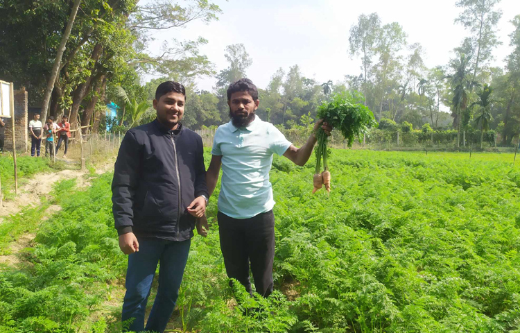 কৃষি অফিসের সহযোগিতায় মিরসরাই সদর ইউনিয়নের গড়িয়াইশ গ্রামে ৫০ শতক জমিতে গাজর চাষ করেন নূর আলম। এখন ঘরে তুলছেন দ্বিগুণ লাভের এ সবজি। কম খরচে দ্বিগুণ লাভ হওয়া গাজর চাষে আগ্রহ বাড়ছে। ছবি: এম মাঈন উদ্দিন
