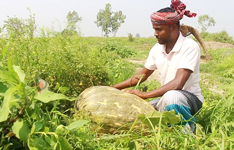 ভিটামিন এ সমৃদ্ধ খাবারের তালিকায় প্রথম দিকেই রয়েছে মিষ্টি কুমড়া। মিষ্টি কুমড়া রাতকানা রোগ প্রতিরোধ খুবই উপকারী। মিষ্টি কুমড়া এক ধরনের বর্ষজীবী লতানো উদ্ভিদ। ছবি: আরাফাত রায়হান সাকিব