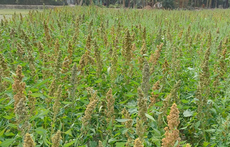 কৃষিবিদরা জানান, প্রতি শতাংশ জমিতে কিনোয়া চাষ করতে ৫০০-৬০০ টাকা খরচ হয়। ফসল উৎপন্ন হবে ৪-৬ কেজি। কৃষকদের দিয়ে পরীক্ষামূলকভাবে কিনোয়া চাষ করে সুফল পাওয়া গেছে। ছবি: এম মাঈন উদ্দিন