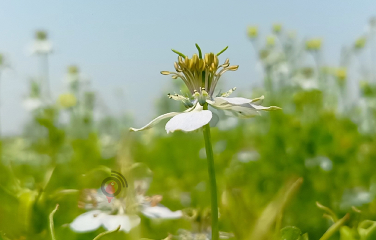 আমরা মনে করতাম মৌমাছিরা ফসল নষ্ট করে ফেলে। তবে এখন আমরা বুঝি, তাই মৌ চাষিদের এখানে মধু সংগ্রহ করতে দিই। জমির পাশে মৌবাক্স বসায় জমিতে ফলন ও ভালো হচ্ছে। ছবি: বিধান মজুমদার