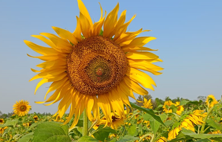 কৃষি কর্মকর্তা রাশেদ চৌধুরী বলেন, পুষ্টি চাহিদা পূরণে দেশে সূর্যমুখী চাষ করা গেলে আমদানি করা লাগবে না। বীজ বপনের ৯০-১০০ দিনের মধ্যে ফসল তোলা যায়। প্রতি বিঘা জমিতে গড়ে ৭-৮ হাজার টাকা খরচ হয়। এর কাণ্ড জ্বালানি হিসেবে ব্যবহার ও খৈল গরু-মহিষের খাদ্য হিসেবে ব্যবহৃত হয়। ছবি: মুজিবুর রহমান ভুইয়া