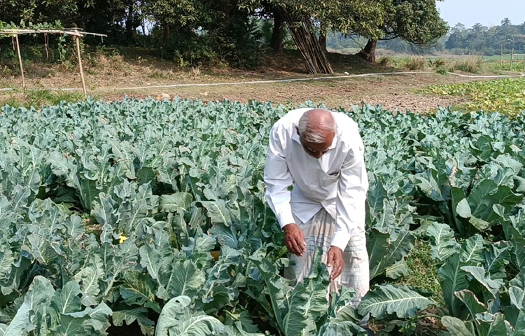 আলী হোসেন বলেন, মাঠে আমার অনেক কৃষি জমি থাকলেও মাত্র ২ শতক জমিতে চাষ শুরু করি। কৃষি অফিস থেকে পাওয়া বীজ দিয়ে প্রায় ২০০ রঙিন ফুলকপির চারা লাগিয়েছিলাম। সবগুলোই ভালোভাবে বড় হয়েছে। ছবি: আব্দুর রহমান আরমান