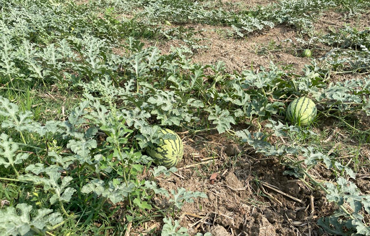 গত বছর চাষ হয়েছিল ৩৫০ একর জমিতে। এ বছর আরও ১৫০ একর জমিতে চাষ করেছেন কৃষকেরা। তরমুজ চাষে লাভবান হওয়ায় দিন দিন পরিধি বাড়ছে। ছবি: এম মাঈন উদ্দিন