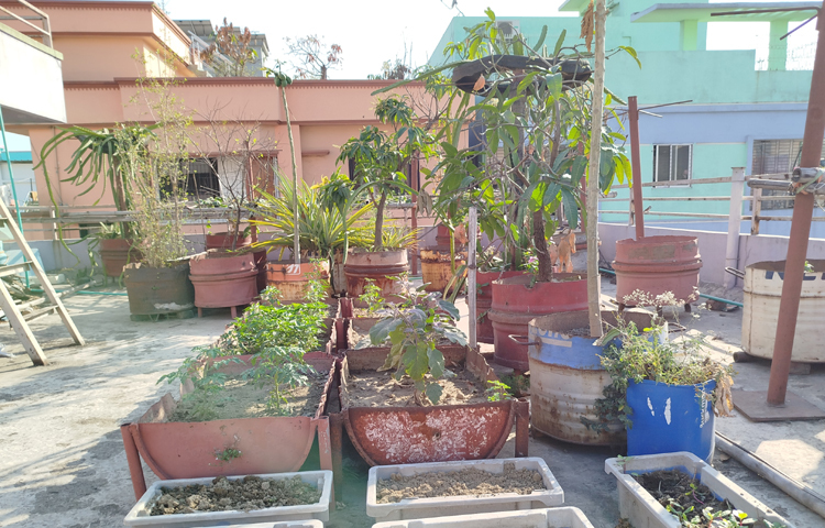 তারা আরও বলেন, আমাদের শখ আরও বেশি করে গাছ লাগানো। ছাদজুড়ে সবুজের পরিমাণ আরও বাড়িয়ে তুলতে চাই। এ ছাড়া বেলকনিতে গাছ লাগাবো। পাশাপাশি পছন্দের বাগান বিলাস, অপরাজিতা, মাধবীলতা এনে লাগানোর পরিকল্পনা আছে। ছবি: মামুনূর রহমান হৃদয়