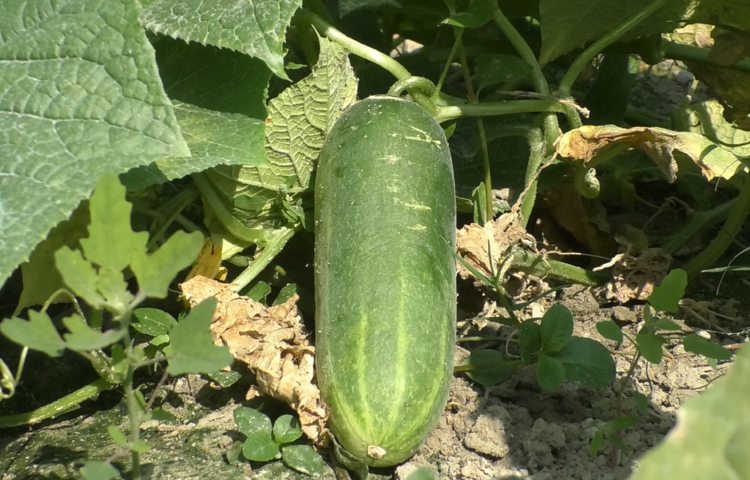 নতুন এ পদ্ধতিতে সবজির ক্ষেতে সব রকমের বিপদের পাশাপাশি রোগ ও পোকামাকড়ের আক্রমণ নেই। ক্ষেতে ব্যাপক ফলন হওয়ায় হাসি ফুটেছে কৃষকদের মুখে। ছবি: জুয়েল সাহা বিকাশ