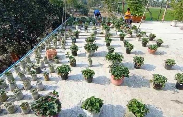 পড়াশোনার ফাঁকে অবসর সময়ে বন্ধুরা যখন আড্ডায় মেতে ওঠেন। ওই সময়কে কাজে লাগিয়ে আসিফ তার ছাদ বাগানে স্ট্রবেরি গাছের পরিচর্যা করেন। পাশাপাশি সহপাঠীদের পরিবারের পুষ্টির চাহিদা মেটাতে ছাদ অথবা বাড়ির পাশে পড়ে থাকা জমিতে ফুল ও ফল চাষের পরামর্শ দেন। ছবি: শামীম সরকার শাহীন