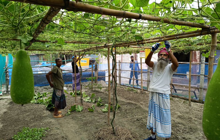 তার আশেপাশের বিভিন্ন বাসাবাড়ি, প্রতিষ্ঠান গড়ে উঠলেও চাষাবাদের জন্য জমিটি অক্ষুণ্ন রেখেছেন তিনি। এতে লাভ কম হলেও লাউ চাষে সন্তুষ্ট মিনজার। ছবি: রাশেদুল ইসলাম রাজু