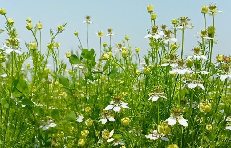 এ বছর জেলায় কালোজিরা চাষের লক্ষ্যমাত্রা ছিল ৩ হাজার ৭২০ হেক্টর। তবে চলতি মৌসুমে টানা বৃষ্টিপাতের কারণে ২০০ হেক্টর জমির চাষ কমে দাঁড়ায় ৩ হাজার ৫২০ হেক্টর। চাষ কমলেও ফলন হয়েছে সন্তোষজনক। ধারণা করা হচ্ছে, যা অন্য বছরের তুলনায় হেক্টর প্রতি বাড়বে। ছবি: বিধান মজুমদার অনি