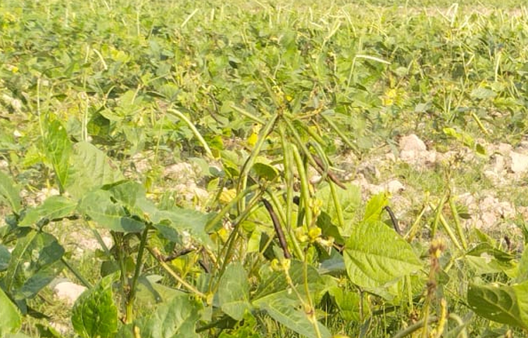 দুই হাজার ৮৫০ হেক্টর জমিতে মুগ, ২৬০০ হেক্টর জমিতে হেলন, ৭২০ হেক্টর জমিতে খেসারি ও ৪০ হেক্টর জমিতে মসুর ডাল চাষ করা হয়েছে। সবচেয়ে বেশি চাষ হয়েছে ইছাখালী, সাহেরখালী ও মঘাদিয়া ইউনিয়নে। ছবি: এম মাঈন উদ্দিন