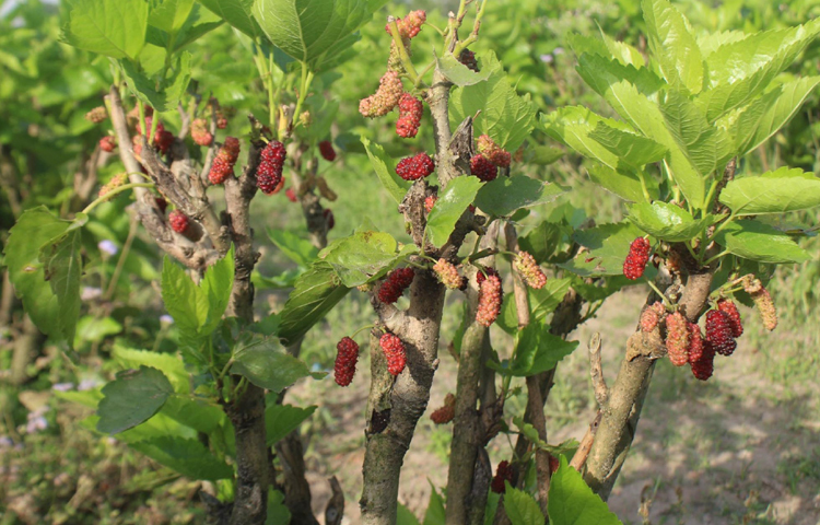 দিনাজপুর ২৫০ শয্যা জেনারেল হাসপাতালের সহকারী মেডিকেল অফিসার (ইউনানি) ডা. শাহিন আলম বলেন, ‘এই ফলের আছে নানা গুণ। বাত-ব্যথা, পিত্তনাশক, বলকারক, দৃষ্টি ও শ্রবণ বৃদ্ধিকারক হিসেবে এর ব্যবহার ব্যাপক। পাশাপাশি মুখ ও গলার ঘাঁ, অজীর্ণ, জ্বর ও কৃমিনাশক হিসেবে তুঁত ফল ব্যবহার হয়ে থাকে।’ ছবি: এমদাদুল হক মিলন