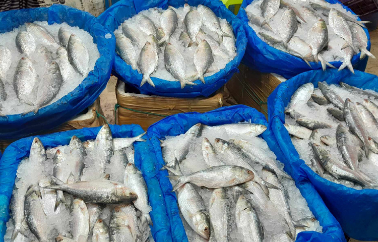 পহেলা বৈশাখ উপলক্ষে পান্তা ভাত আর নানান পদের ভর্তার সঙ্গে ইলিশ মাছ না থাকলে যেন জমেই না। তাইতো বৈশাখের প্রথম দিনে পান্তা-ইলিশ খাওয়া বাঙালির কৃষ্টির অংশ হয়ে দাঁড়িয়েছে। ফলে এসময়ে নববর্ষের সঙ্গে অবধারিতভাবেই এসে যায় ইলিশ প্রসঙ্গ। ছবি: রানা মাসুদ