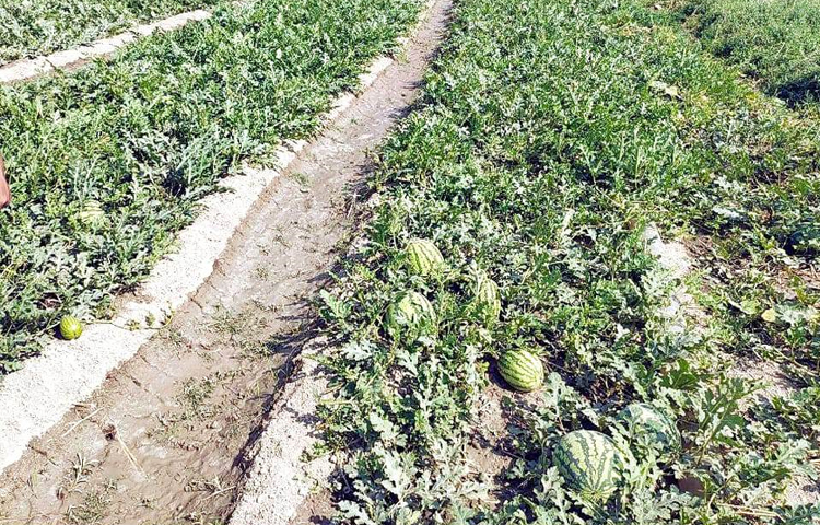 এ বছর ওই এলাকায় কোন বৃষ্টি না হওয়ায় ফলন কিছুটা কম হয়েছে। তবে সেচ পাম্পের দ্বারা পানির ব্যবস্থা করা হয়েছে। ছবি: আতিকুর রহমান