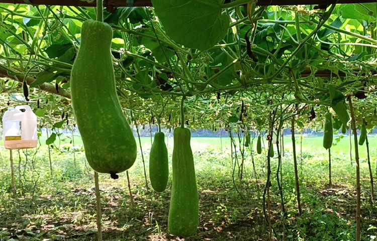 লাউ চাষে রোগবালাই কম ও ঝুঁকি না থাকায় তারা সফল হয়েছেন। ছবি: আব্দুর রহমান আরমান