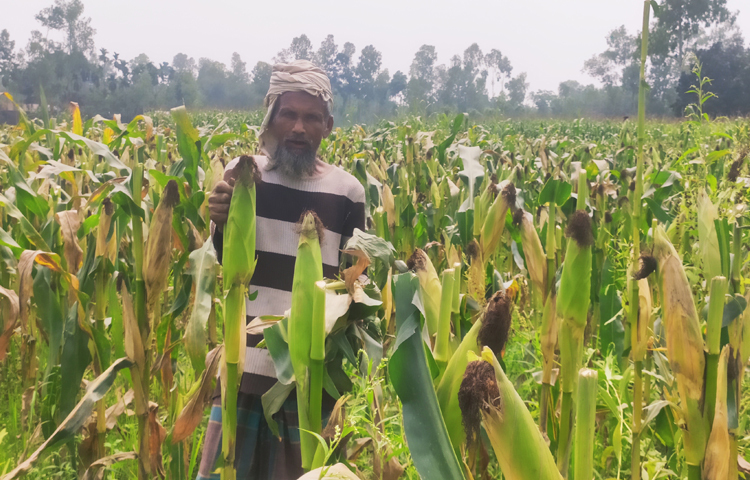 ভুট্টা চাষে উদ্বুদ্ধ করা এবং সার-বীজসহ বিভিন্ন সুযোগ-সুবিধা দেওয়ায় তারা ভুট্টা চাষে ঝুঁকেছেন। আবহাওয়া অনুকূলে থাকায় ফলন ভালো হয়েছে। ছবি: ফজলুল করিম ফারাজী