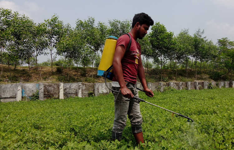 কৃষি বিভাগ জানায়, বাদাম চাষের জন্য উপযোগী জেলার খালিচা চাপানী, ঝুনাগাছ চাপানী, বালাপাড়া, ঝাড়সিংশ্বর চর, তিস্তার চর, চিলমারীর ডাঙ্গা, বড় রাউতা, চিলাই, জলদান পাড়া, বগুড়ার ডাঙ্গা ও ভোগডাবুড়ীসহ অনেক এলাকায় বাদাম চাষ হয়। ছবি: ইব্রাহিম সুজন