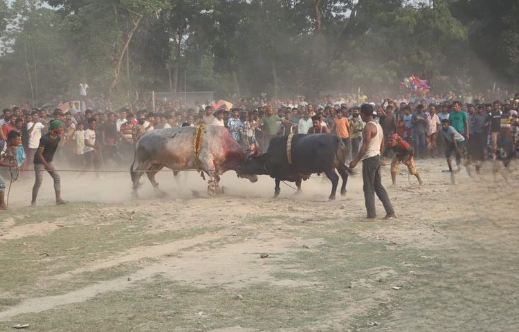 লড়াইয়ে অংশ নেওয়া প্রতিটি ষাঁড়ই ছিল সুঠাম দেহের ও বাহারি রঙের। লড়াই দেখতে আসা নানা বয়সী হাজারো মানুষের উপস্থিতিতে মুখরিত হয়ে ওঠে মাঠটি। ছবি: হাফিজুল নিলু