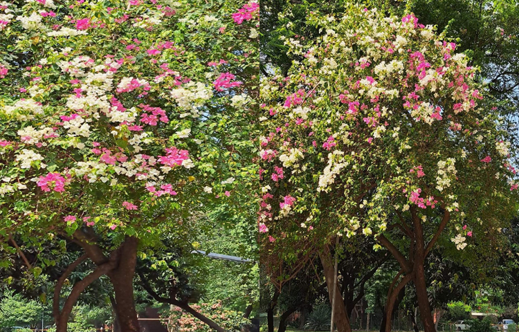 Yalangoch Reychel Luttrell Ajoyib jinsiy aloqa video