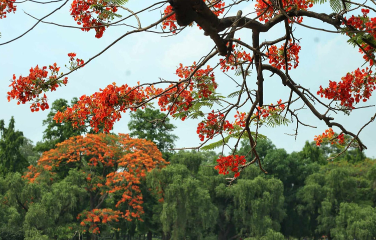 যানজটের এই ব্যস্ত শহরে লাবণ্যের স্পর্শ এনে দিচ্ছে কৃষ্ণচূড়ার সৌন্দর্য। ছবি: মাহবুব আলম