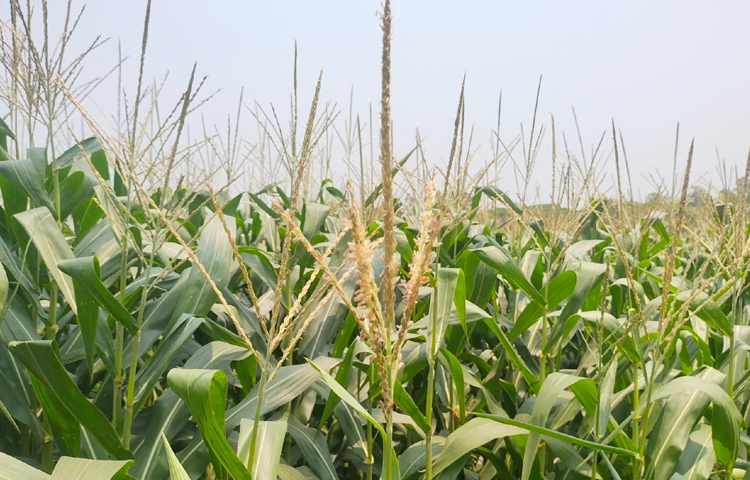 আবহাওয়া অনুকূল ও ভুট্টায় পোকার আক্রমণ না থাকায় মিরসরাইয়ের চাষিরা ভালো ফলনের আশা করছেন। এছাড়া অনাবাদি ও এক ফসলি জমিতে ভুট্টা চাষ করে স্বাবলম্বী হয়েছেন অনেকে। ছবি: এম মাঈন উদ্দিন
