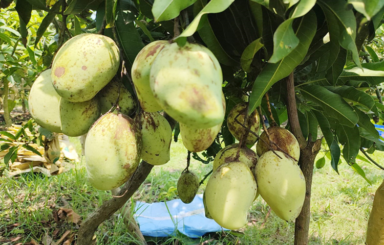 চারা রোপণের ২ বছর পরই ফল আসতে শুরু করে। চলতি বছরের এপ্রিল থেকে আম পারতে শুরু করেছেন তিনি। প্রতি বিঘা জমিতে প্রায় ৩৫ মণ আম হয়েছে। প্রতি কেজি আম বাগান থেকে বিক্রি হচ্ছে ৪০০ টাকা দরে। বর্তমানে ১ বিঘা জমি থেকে তার এক মৌসুমে আয় ৫৬ হাজার টাকা। ছবি: মো. জামাল হোসেন