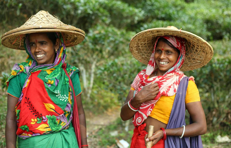 মাত্র ১৭০ টাকা মজুরিতে সারাদিন কাজ করেন এই চা শ্রমিকরা। ছবি: মাহবুব আলম