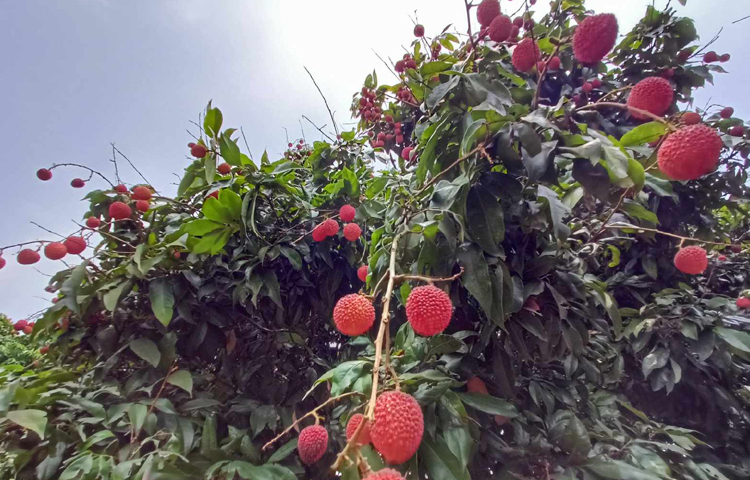 ১০০ লিচু বাগান থেকে পাইকারিতে বিক্রি হচ্ছে ৪০০ টাকা দরে। ছবি: মাহবুব আলম