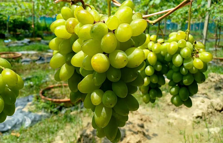 রাব্বি জানিয়েছেন এবছর তিনি আঙুর বিক্রি করবেন না। তার বাগান দেখতে আসা দর্শনার্থীদের আঙুর দিয়ে আপ্যায়ন করেন তিনি। ছবি: এন কে বি নয়ন