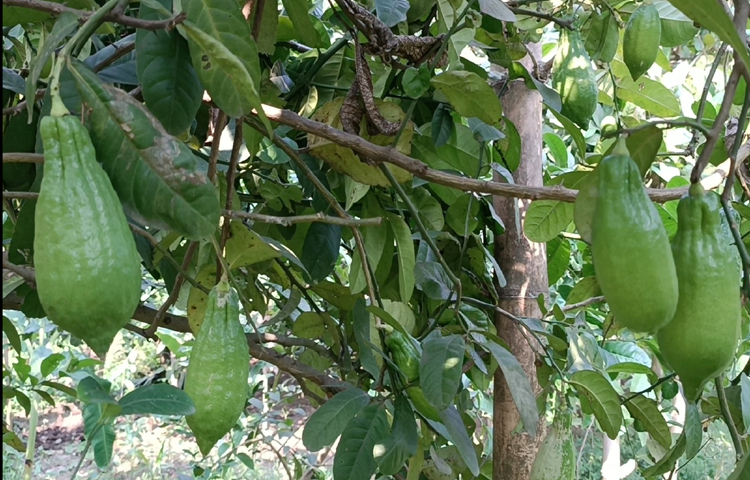 সোহানের বাগানের লেবু গাজীপুরসহ দেশের বিভিন্ন জেলায় বিক্রি হয়। ছবি: আব্দুর রহমান আরমান