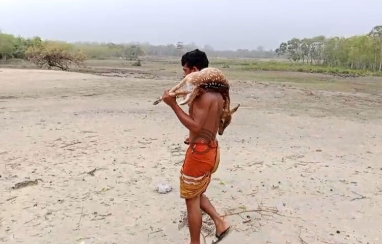 মৃত হরিণ কাঁধে বয়ে নিয়ে যাচ্ছেন বনকর্মী। ছবি: আবু হোসাইন সুমন