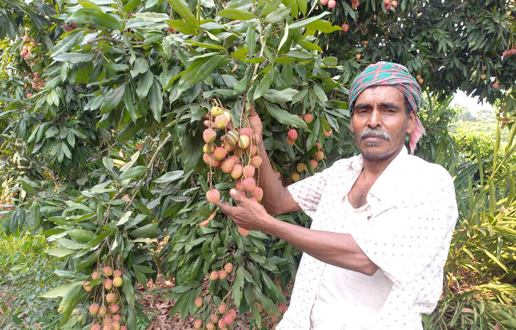 এদিকে লিচু চাষ লাভজনক হওয়ায় দিন দিন লিচু চাষে আগ্রহী হচ্ছেন অনেকে। ছবি: রুবেলুর রহমান