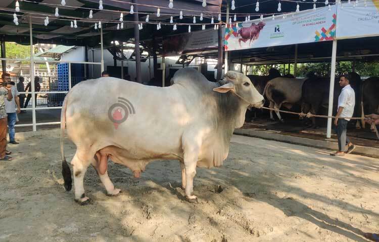 ২৫ মণ ওজনের ‘শাকিব খান’ (ষাঁড়) বিক্রি হয়েছে ১২ লাখ টাকায়। ছবি: রাশেদুল ইসলাম রাজু