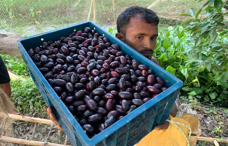 বাজারে জামের সরবরাহ বাড়ার সঙ্গে সঙ্গে দাম কমেছে। সর্বশেষ তিনি প্রতি মণ জাম দুই হাজার টাকায় বিক্রি করেছেন। ছবি: আরিফুর রহমান