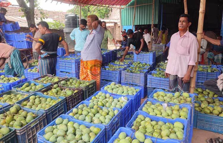 হিমসাগর আম এক হাজার ৮০০ থেকে এক লাফে চার হাজার ৫০০ টাকা, ল্যাংড়া আম এক হাজার ৭০০ থেকে তিন হাজার ৩০০, আম্রপালি এক হাজার ১০০ থেকে দুই হাজার ৬০০ টাকা মণ বিক্রি হচ্ছে। ছবি: জামাল হোসেন