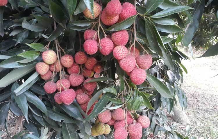 জানা যায়, জেলায় এবার লিচু চাষ হওয়া জমির পরিমাণ ৫ হাজার ৭৮৭ হেক্টর। যা গত বছরের তুলনায় ১০৭ হেক্টর বেশি। এবার প্রায় ৩৫ হাজার মেট্রিক টন লিচু উৎপান হবে। লিচু বিক্রি হাজার কোটি টাকা ছাড়িয়ে যাবে। ছবি: এমদাদুল হক মিলন