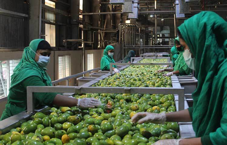 শুরুতে গুটি এরপর আশ্বিনা আম সংগ্রহ করা হবে। আম সংগ্রহ ও পাল্পিং কার্যক্রম চলবে আগস্ট পর্যন্ত আমের সরবরাহ থাকা সাপেক্ষে। ছবি: জাগো নিউজ