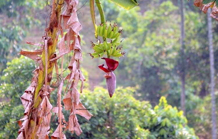 গাছে ঝুলছে কলার ছড়ি। ছবি: আরমান খান