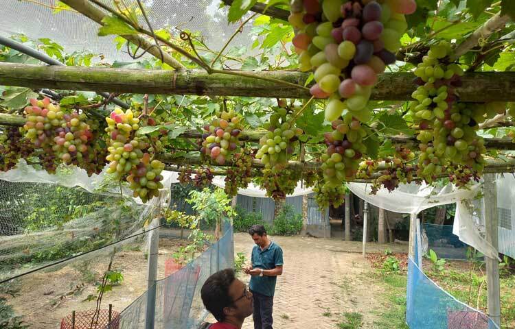 এবার তিনি বাণিজ্যিকভাবে আঙুর চাষের উদ্যোগ নিয়েছেন। ছবি: রু‌বেলুর রহমান