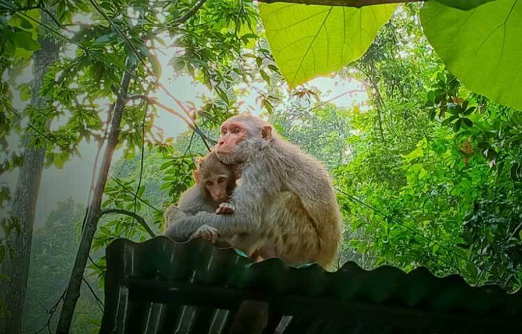 এ উদ্যানের নানা প্রজাতির জীবজন্তুর মধ্যে একটি হল কেশরওয়ালা ‘সিংহ বানর’ বা উল্টোলেজি বানর বা ছোট লেজি বানর। ছবি: মো. শাওন