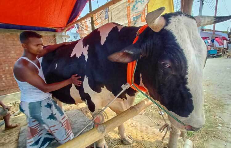 সবুজ মিয়া পরম যত্নে লালন-পালন করা পর্বতের দাম হাঁকিয়েছেন ১৫ লাখ টাকা। ছবি: মাহবুব আলম