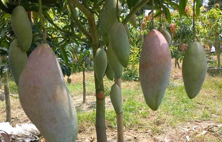 রকমারি ফল চাষ করে সফল হয়েছেন তিনি। এবার ৫১ জাতের আম চাষেও পেয়েছেন সফলতা। ছবি: শরীফুল ইসলাম