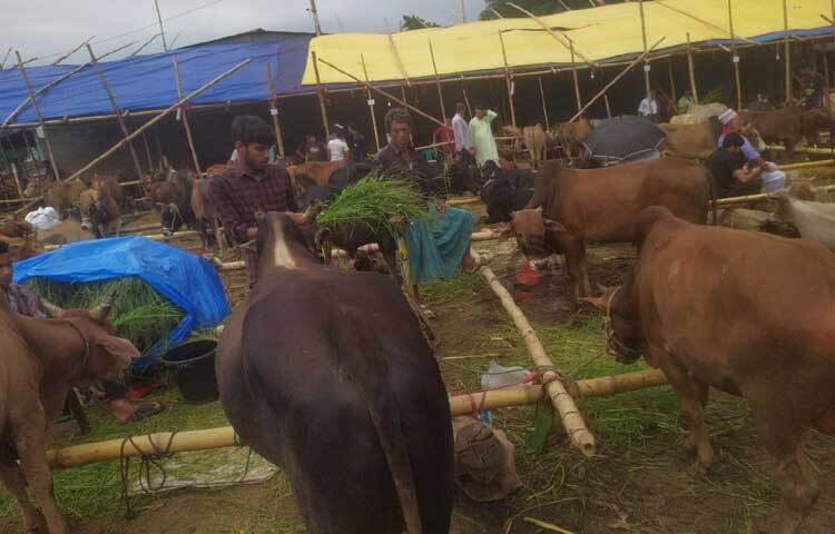 রাঙামাটি জেলার কাপ্তাই, বরকল, লংগদু, বিলাইছড়ি, জুরাছড়ি, বাঘাইছড়ি ও নানিয়ারচর উপজেলা থেকে প্রতিদিন আনা হচ্ছে শত শত পাহাড়ি গরু। এসব গরু ট্রাকে করে রপ্তানি করা হচ্ছে জেলার বাইরে। ছবি: সাইফুল উদ্দীন
