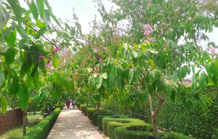 দু’পাশে আছে জারুল ফুল। ফুলের ভারে নত হয়ে পর্যটকদের অভিবাদন জানাচ্ছে গাছগুলো। ছবি: অলোক আচার্য