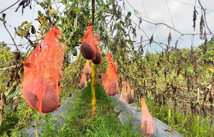 অসময়ে মাচায় ঝুলছে কালো রংয়ের তরমুজ। ছবি: মুজিবুর রহমান ভুইয়া