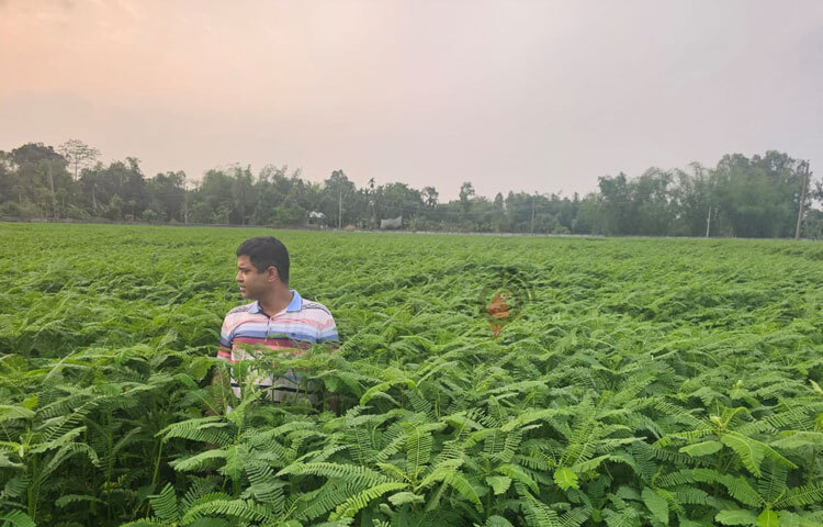 জানা যায়, ১৯৫৭-৫৮ সালে সরকার ডোমার খামারটি প্রতিষ্ঠা করে। তৎকালীন কৃষি বিভাগের তত্ত্বাবধানে খামারের কার্যক্রম শুরু হয়। বীজ আলু উৎপাদনে বেশি উপযোগী মনে করে ১৯৮৯-৯০ সালে খামারটি আলু বীজ বিভাগে অন্তর্ভুক্ত হয়। ছবি: ইব্রাহিম সুজন