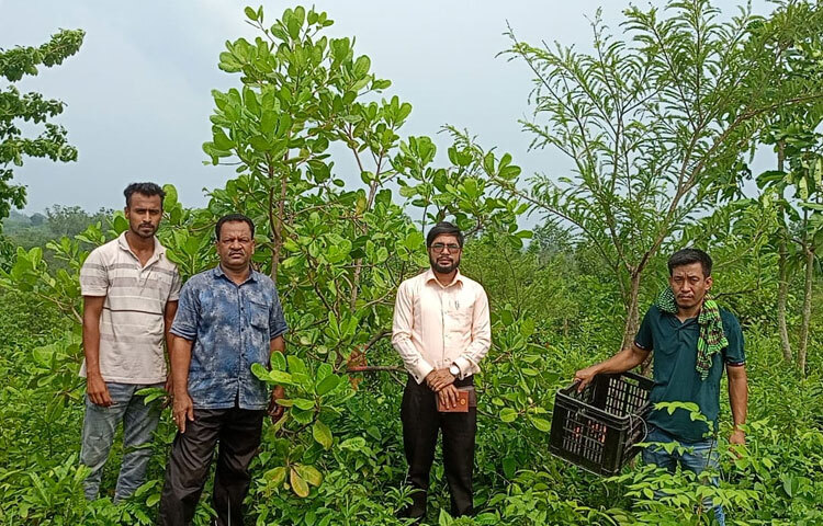 জানা যায়, কৃষি সম্প্রসারণ অধিদপ্তরের তত্ত্বাবধানে ২০২১ সালে কাজুবাদাম ও কফি গবেষণা, উন্নয়ন ও সম্প্রসারণ প্রকল্পের আওতায় কাপ্তাই উপজেলার বিভিন্ন ইউনিয়নে কাজুবাদাম ও কফি চাষ শুরু হয়। ছবি: সাইফুল উদ্দীন