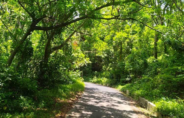 যতদূর চোখ যায় শুধু পাহাড়ের ভাঁজে ভাঁজে সবুজ আর সবুজ। ছবি: এম মাঈন উদ্দিন