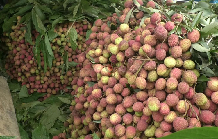 লিচুতে থাকা ভিটামিন এ ও সি, নানা খনিজ উপাদান (ম্যাগনেসিয়াম, ম্যাংগানিজ, কপার, ফলেট) রক্তের উপাদান তৈরিতে সহযোগিতা করে। রয়েছে এনটিঅক্সিডেনট যা আমাদের ত্বকের উজ্জল্য বৃদ্ধি করে। ছবি: সাইফুল উদ্দীন