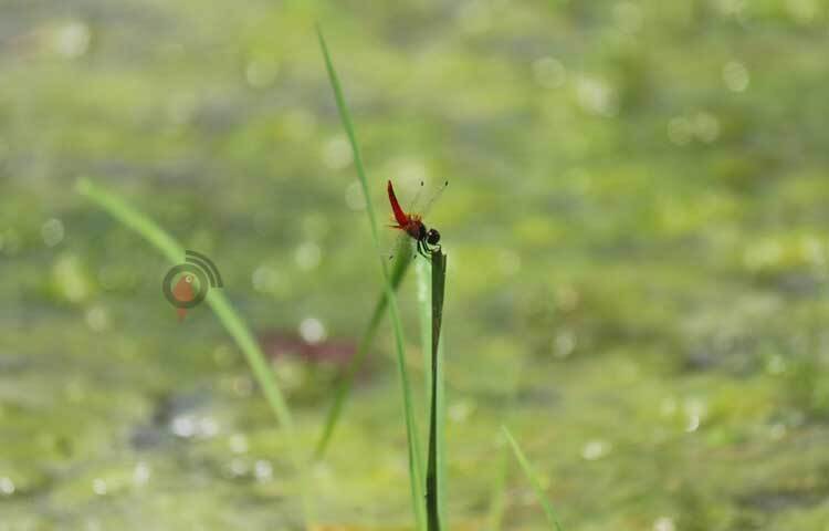 গাছের এক ডাল থেকে আরেক ডালে উড়ে বেড়াচ্ছে ঘাসফড়িং। ছবি: আরমান খান